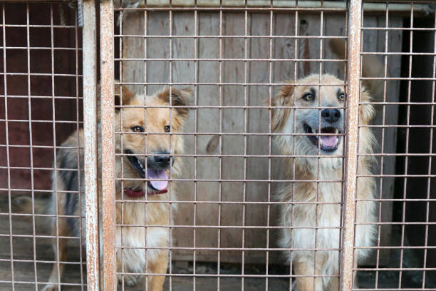 istock Two red dogs in an aviary. Shelter for dogs 1408398799