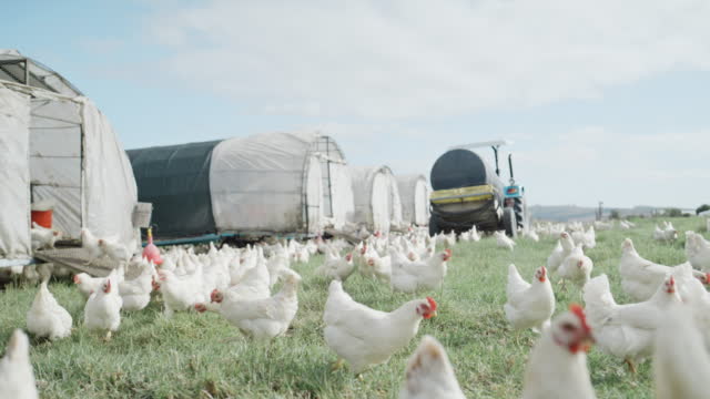 Flock of white chickens grazing on a an open grass pasture field in the countryside farm with barns. Breeding livestock animals in agribusiness for free range organic egg and poultry industry