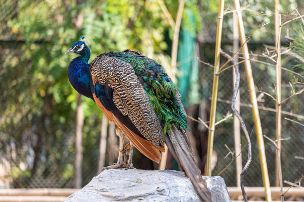 istock A peacock at the zoo 1408400009
