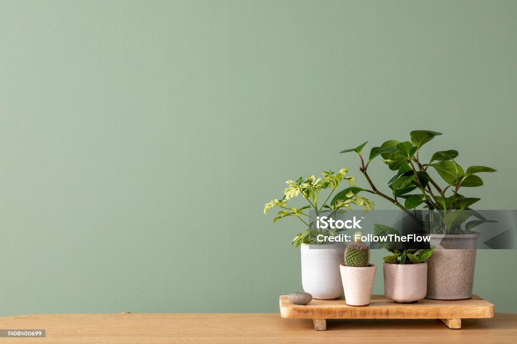 Minimalistic composition of botanic home interior design with lots of plants in classic designed pots and accessories on the wooden chest of drawers. Green wall. copy space. Nature and plants love concepts - Royalty-free Ahşap Stok görsel
