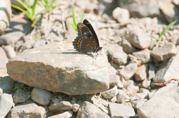 istock Red-Spotted Purple butterfly on a rock 1408400737