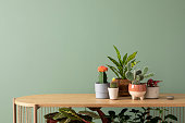 istock Minimalist composition of botanic home interior design with lots of plants in classic designed pots and accessories on the wooden chest of drawers. Green wall. Nature and plants love concepts 1408400741
