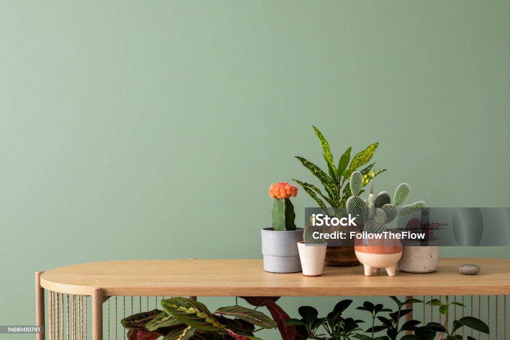 Minimalist composition of botanic home interior design with lots of plants in classic designed pots and accessories on the wooden chest of drawers. Green wall. Nature and plants love concepts Coffee Table Stock Photo