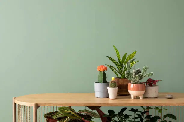 Minimalist composition of botanic home interior design with lots of plants in classic designed pots and accessories on the wooden chest of drawers. Green wall. Nature and plants love concepts