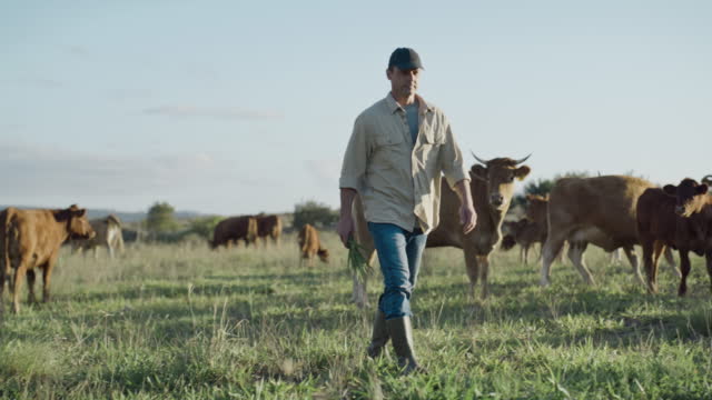 Farmer managing sustainable farm with herd of cows grazing on an open pasture field. Man holding grass feed for livestock. Raising and breeding animals for free range organic dairy and cattle industry