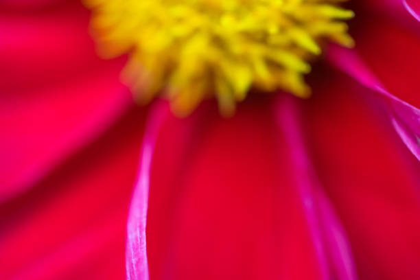 Orange Zinnia flower with yellow florets