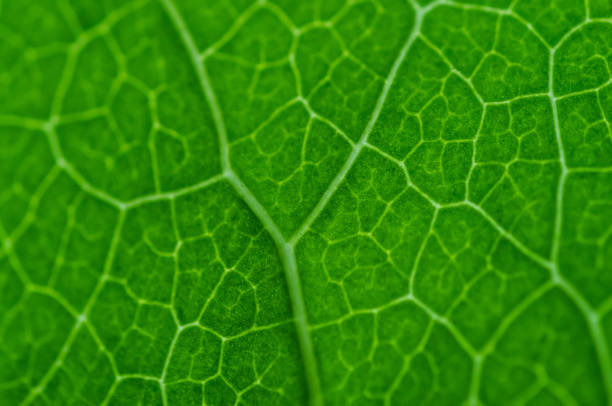 istock Close-up of a leaf. 1408403245