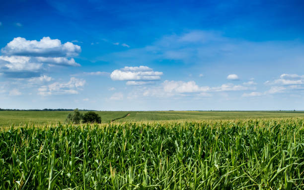 istock The corn grew in the field 1408403758