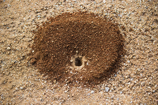 Black Ant Hill (macro lens).See My Macro Photos
