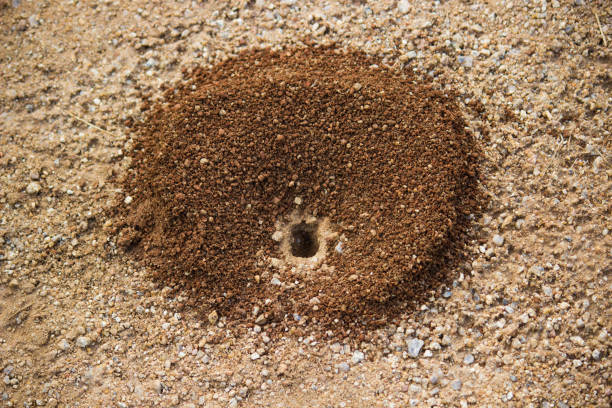 Ant pit on the ground Ant pit or nest on the ground ant colony swarm of insects pest stock pictures, royalty-free photos & images
