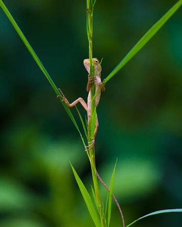 The oriental garden lizard perched on the plant
