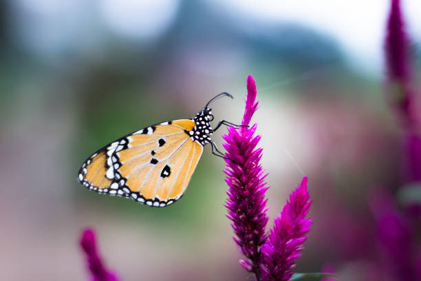 Beautiful butterfly is on multi colored flower in nature.