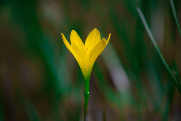 Yellow bell flower in full bloom