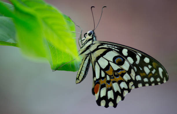 istock Lime Butterfly hanging on to a leaf 1408404823