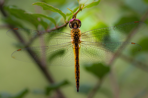 Dragonfly perched on stalk in its natural environment