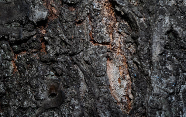 Fria bild: Ek bark, gamla mönster, trä, textur, torka, abstrakt, träd