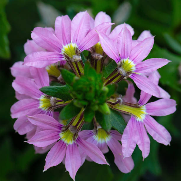 istock Fairy fan-flower close-up 1408408497