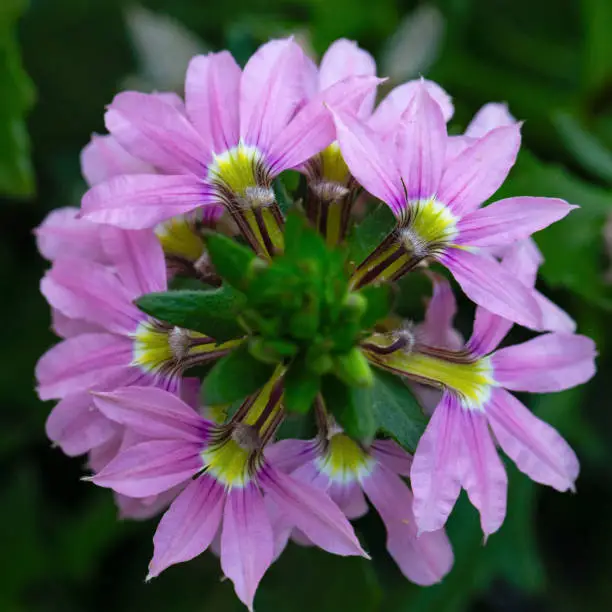 Daytime straight top view close-up of a pink flowering fairy fan-flower plant (Scaevola aemula), shallow DOF