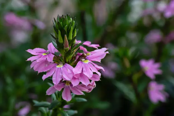 Daytime side view close-up of a pink flowering fairy fan-flower plant (Scaevola aemula), shallow DOF