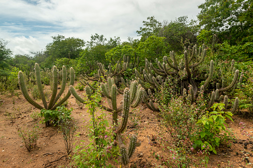 Brazilian caatinga biome in the rainy season. Cactus and flowers in Cabaceiras, Paraíba, Brazil.