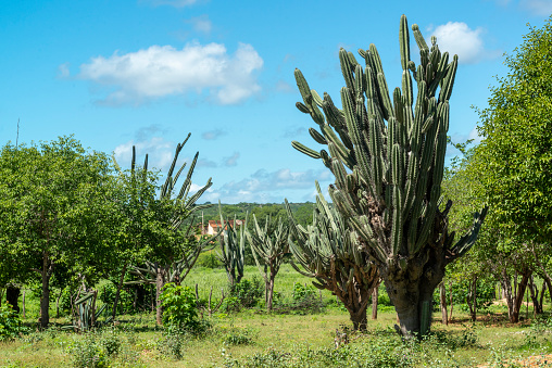 Brazilian caatinga biome in the rainy season, highlighting the Mandacaru cactus in Cabaceiras, Paraíba, Brazil.