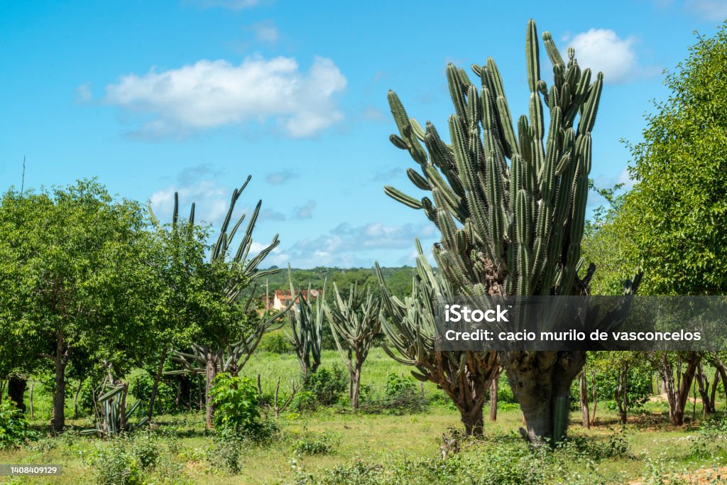 Brazilian caatinga biome in the rainy season, highlighting the Mandacaru cactus in Cabaceiras, Paraíba, Brazil. Northeast Stock Photo