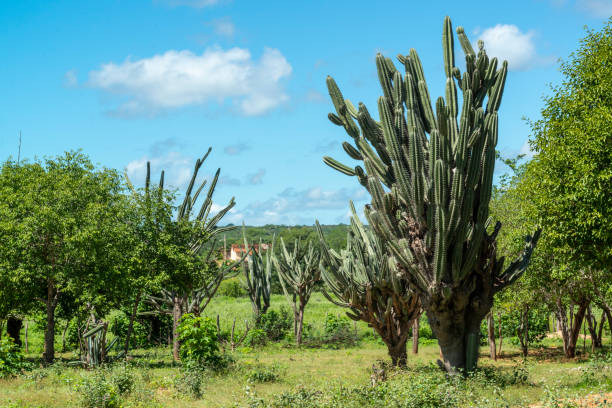 Brazilian caatinga biome in the rainy season, highlighting the Mandacaru cactus in Cabaceiras, Paraíba, Brazil. stock photo