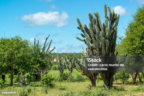 Brazilian Caatinga Biome In The Rainy Season Highlighting The Mandacaru Cactus In Cabaceiras Paraíba Brazil Stock Photo - Download Image Now