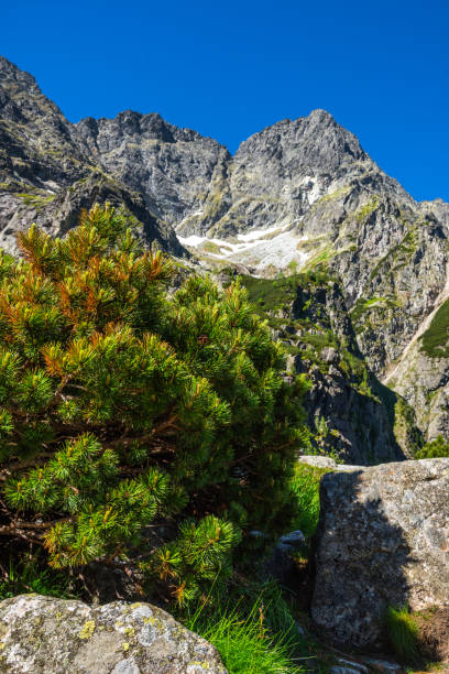 tatra mountains national park in summer. poland, near zakopane - ridge mountain wilderness area poland imagens e fotografias de stock