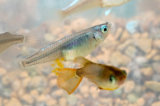 Japanese gold and silver colored aquarium Killifish “Medaka” ricefish, closeup macro photography.