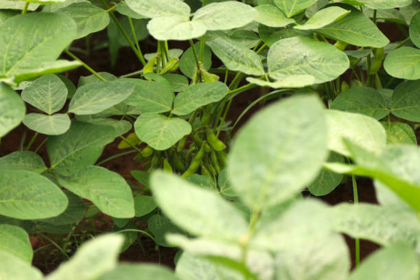Green soybean seedlings grown in farmer's fields. Agricultural image photography. stock photo