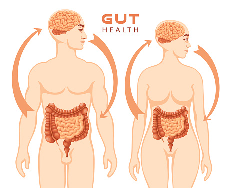 Relation of human brain and guts, second brain. Gut health matters.