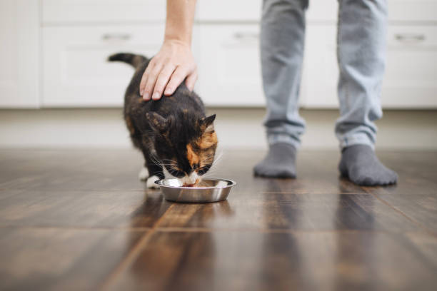 istock Cat eating from bowl at home 1408411505