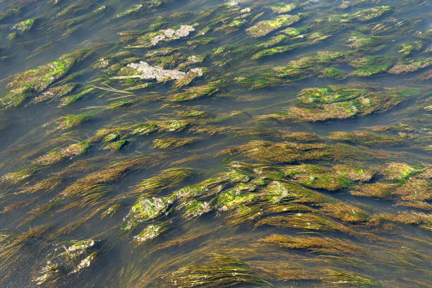 istock The rapid flow of a muddy river overgrown with algae 1408412238
