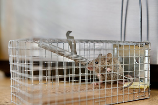 Mouse trap with a cute living mouse inside in a kitchen