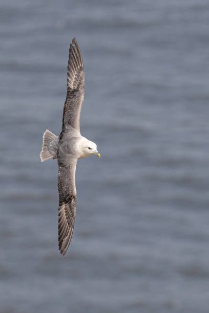 vol fulmar - fulmar photos et images de collection