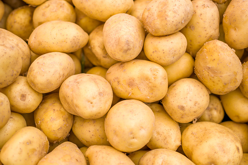 Heap of fresh raw potato on the ground. Organic farming products in garden.