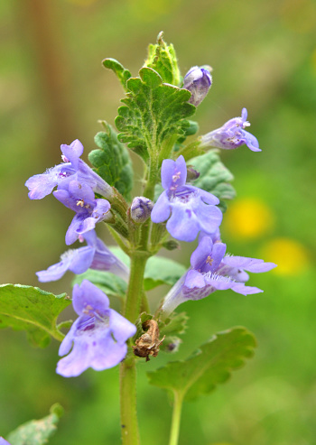 In spring, Glechoma hederacea grows and blooms in the wild