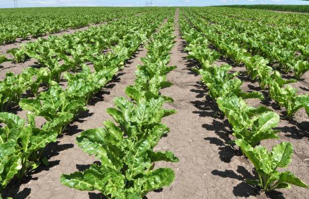 istock On the farm field grow sugar beets 1408415919