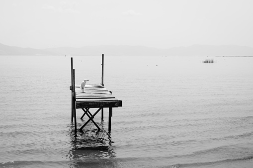 White bird on wooden pier in Chapala Lake, Mexico. Natural landscape in Jalisco state, black and white photography