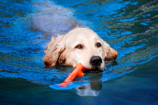 Swimming Golden Retriever in lake with orange stick