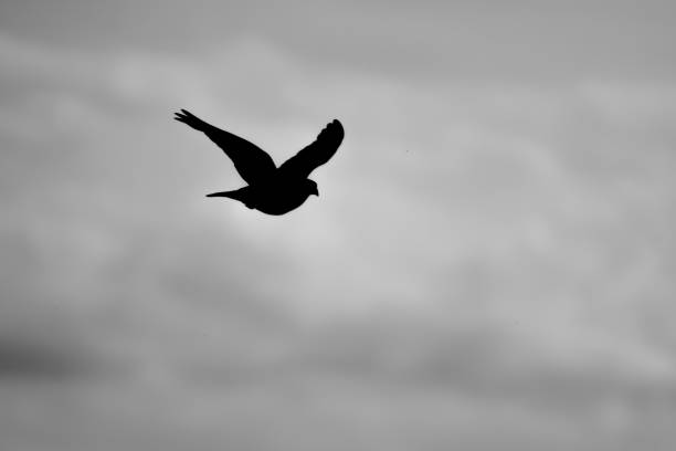 istock Black silhouette of flying pigeon in gray sky 1408416462