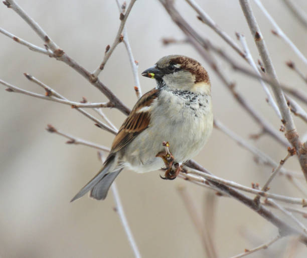 istock House Sparrow (Passer domesticus) sits on a branch 1408416867