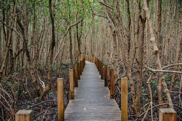 istock A walking path built as a wooden bridge for viewing a large mangrove forest at Khung Kraben Bay, Chanthaburi Province, Thailand. 1408417829