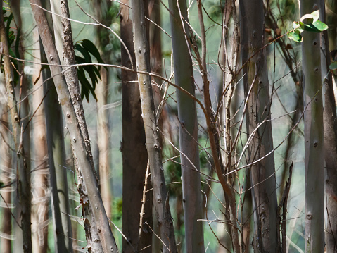 Close up photo of baby eucalyptus trees in a forest.
