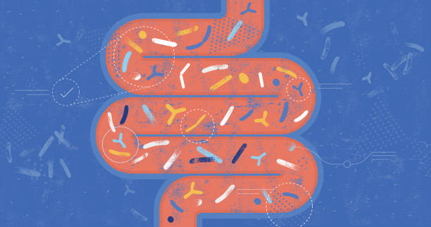 illustrazioni stock, clip art, cartoni animati e icone di tendenza di concetto di probiotici del microbiota intestinale - colon