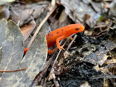 Commonly known as the eastern newt, It frequents small lakes, ponds, and streams or nearby wet forests. The eastern newt produces tetrodotoxin, which makes the species unpalatable to predatory fish and crayfish. It has a lifespan of 12 to 15 years in the wild, and it may grow to 5 in in length.