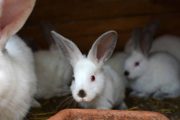 istock Californian breed rabbits 1408420873