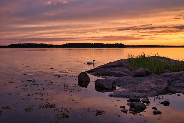 Sunset in finnish archipelago with swan