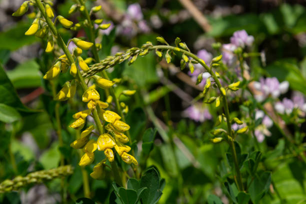 istock Lembotropis nigricans subsp. australis, Fabaceae. Wild plant shot in summer 1408422575